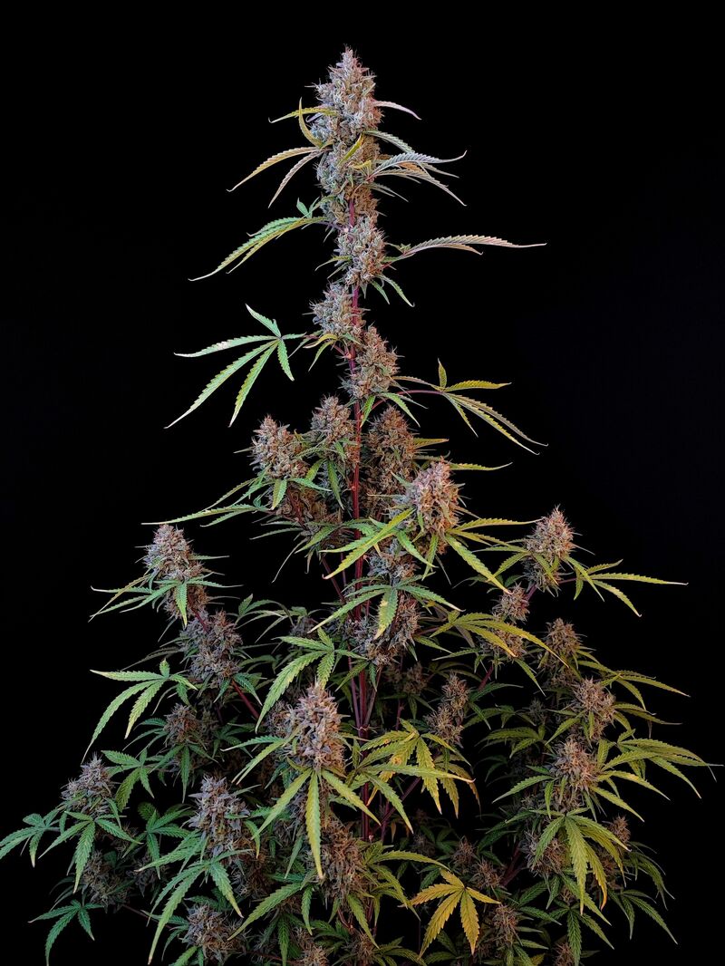 Pound Cake Auto, Фасовка: 1, изображение 19